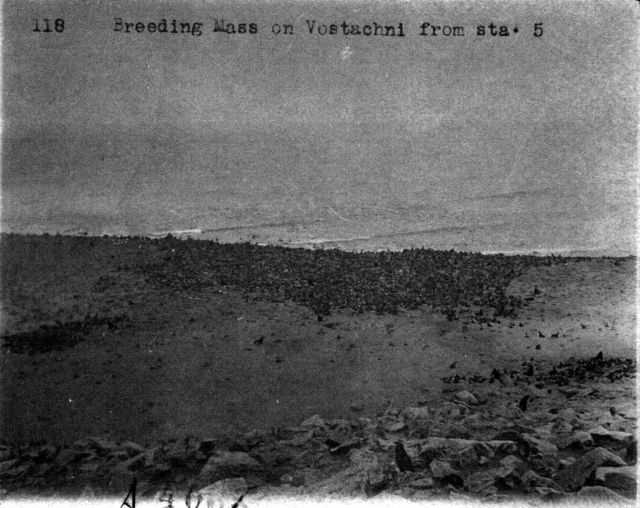 Breeding mass on Vostachni (Vostochni) from Sta Picture