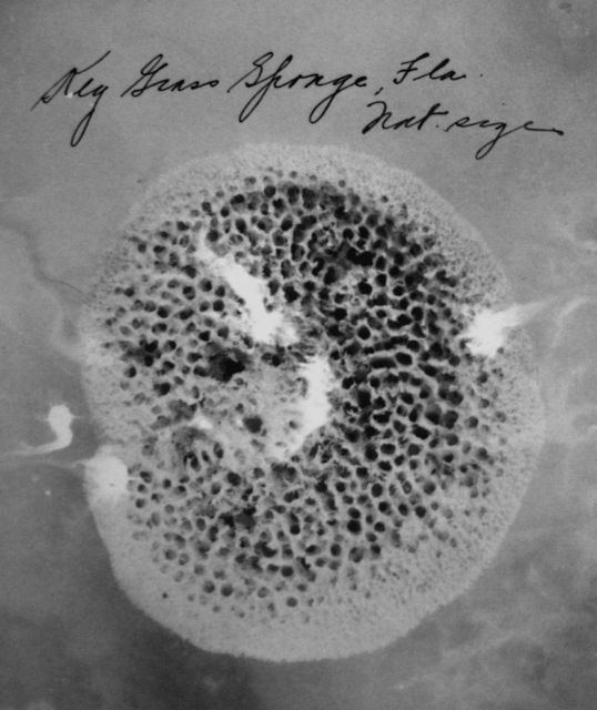 Key grass sponge, FL, natural size. Picture