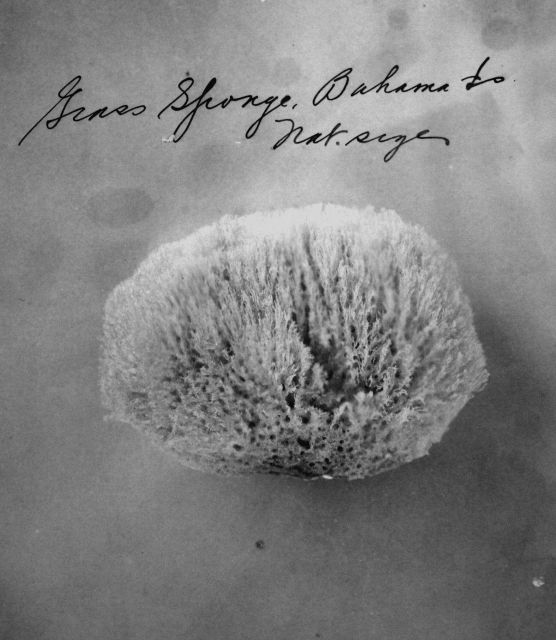 Grass sponge, Bahama Is., natural size. Picture