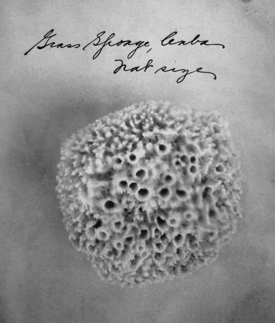 Grass sponge, Cuba, natural size. Picture