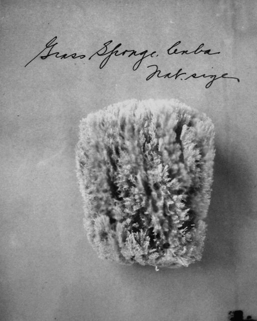 Grass sponge, Cuba, natural size. Picture