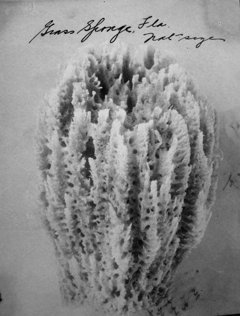 Grass sponge, Florida, natural size. Picture