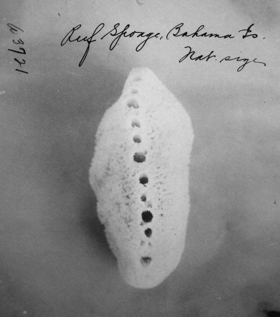 Reef sponge, Bahama Is., natural size. Picture