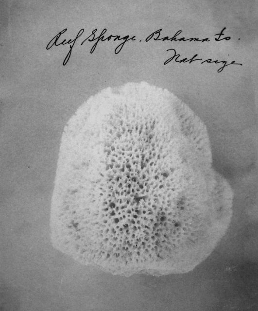 Reef sponge, Bahama Is., natural size. Picture