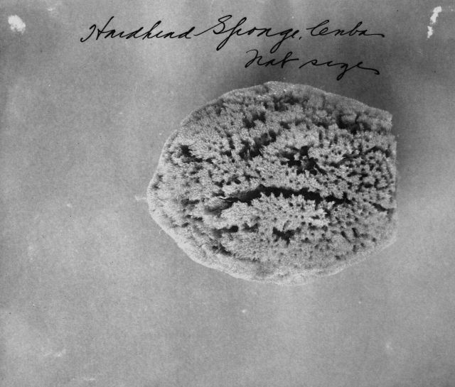 Hardhead sponge, Cuba, natural size. Picture