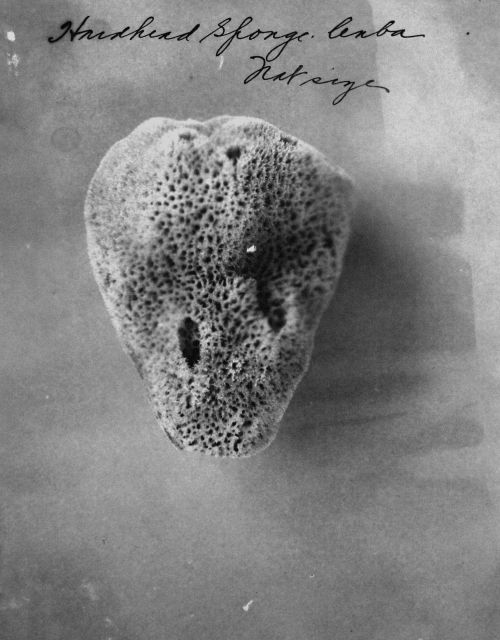 Hardhead sponge, Cuba, natural size. Picture