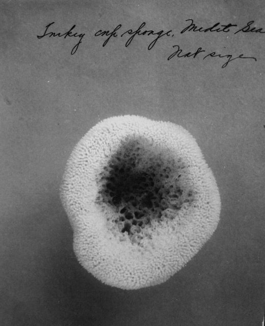 Inkey sponge, Mediterranean Sea, natural size. Picture