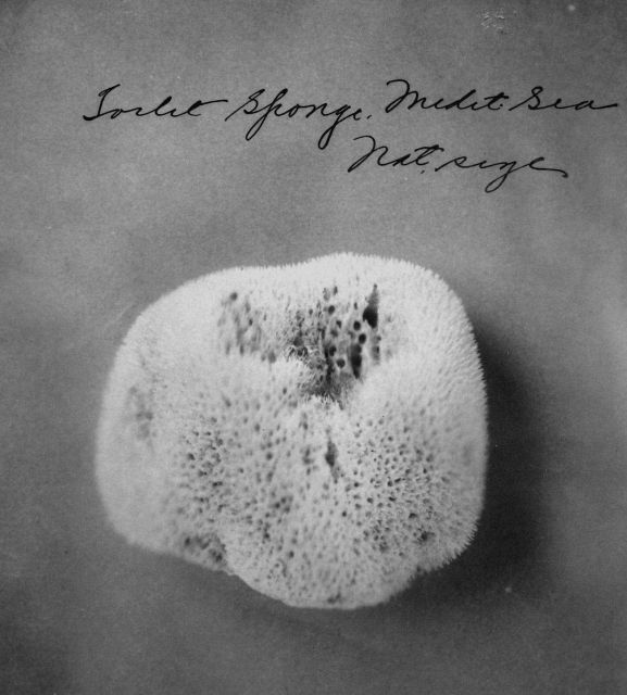 Toilet sponge, Mediterranean Sea, natural size. Picture