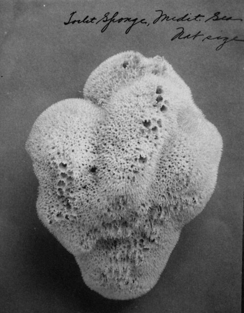 Toilet sponge, Mediterranean Sea, natural size. Picture