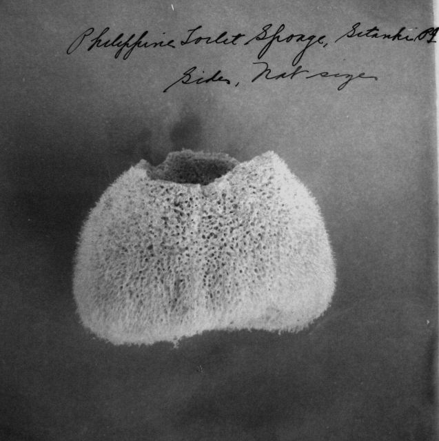 Phillipine toilet sponge, sitanki, natural size. Picture