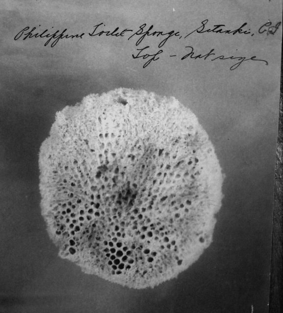Phillipine toilet sponge, sitanki, natural size. Picture