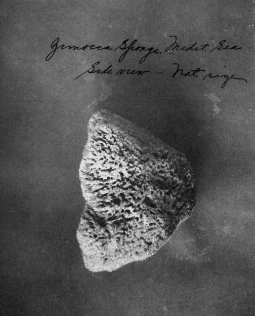 Zimocca sponge, Mediterranean Sea, natural size. Picture
