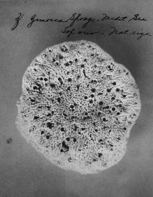Zimocca sponge, Mediterranean Sea, natural size. Picture