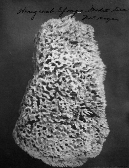 Honey comb sponge, Mediterranean Sea, natural size. Picture