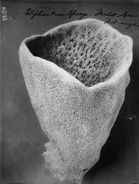 Elephant-ear sponge, Mediterranean Sea, natural size. Picture