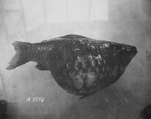 Fish, unidentified. Picture