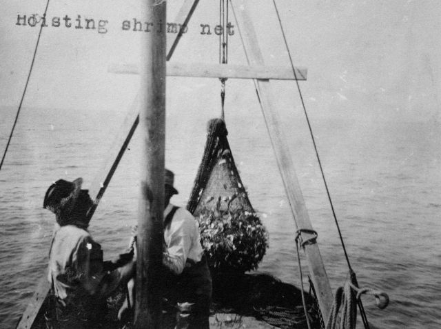 Hoisting shrimp net. Picture