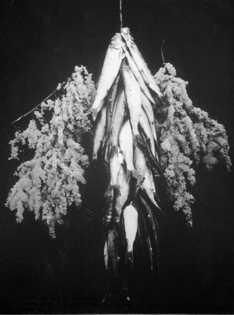 Herring and their spawn, note that the spawn was deposited on branches that fallen into the water. Picture