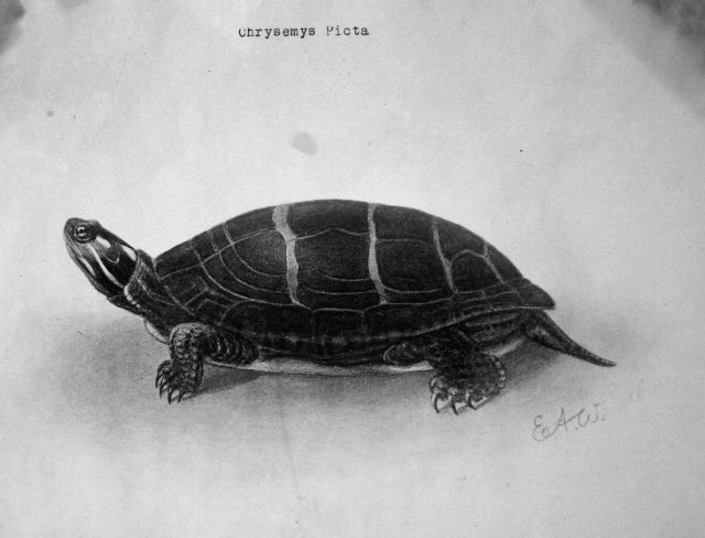 Chrysemys Picta. Picture