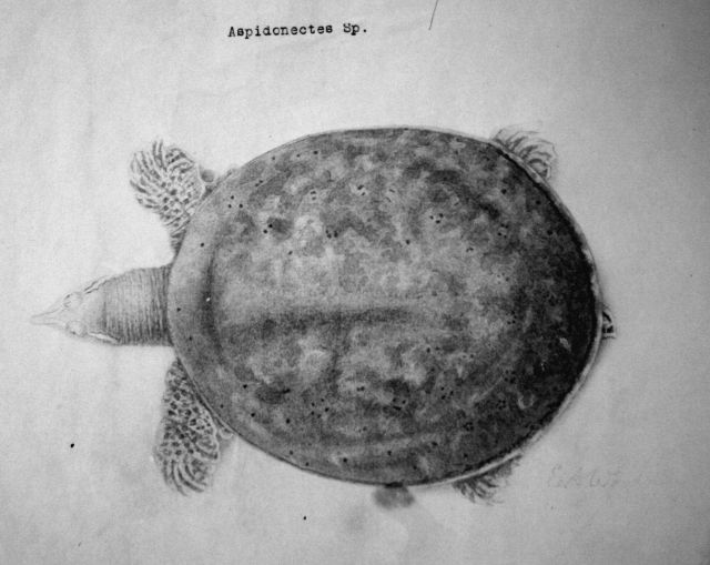 Aspindonectes Sp. Picture