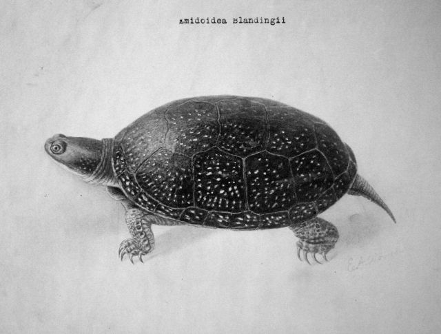 Emidoidea Blandingii. Picture