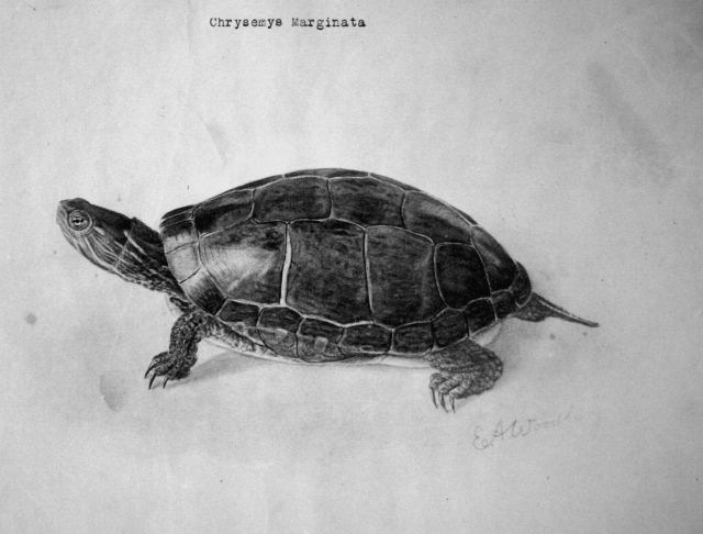 Chrysemys Marginata. Picture