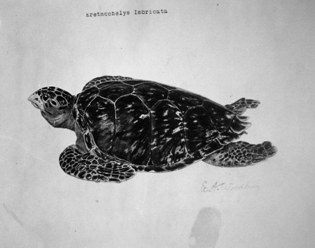 Eretmochelys Imbricata. Picture
