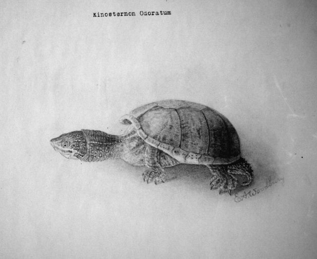 Kinosternon Odoratum. Picture