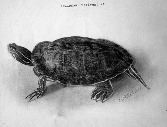 Pseudemys Rubriventris. Picture