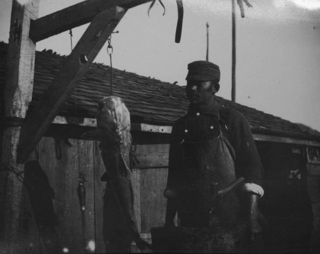 Catfish, unidentified. Picture