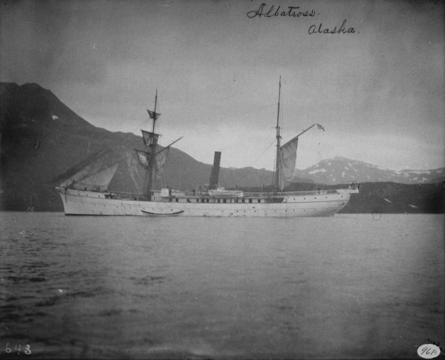 Albatross in Alaska. Picture