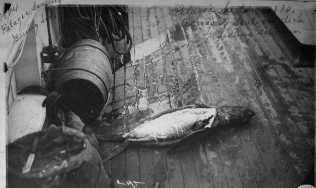 Pelagic sealing, Bering Sea, carcass of seal on deck of sealing schooner, 1894. Picture