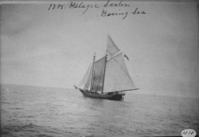 Pelagic sealer, Bering Sea, 1895. Picture