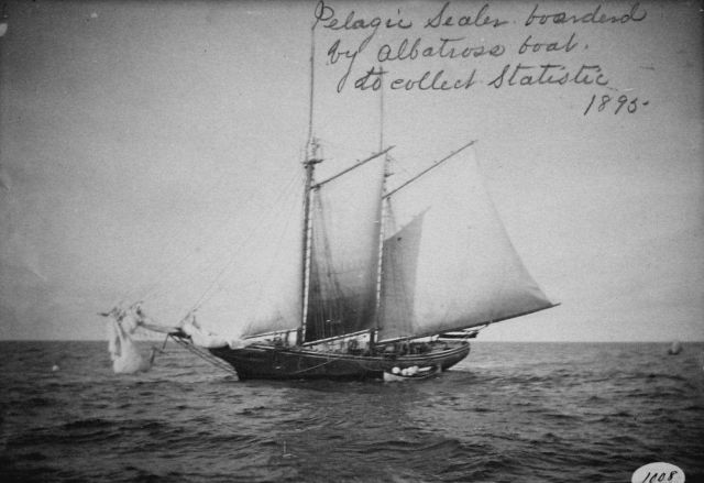 Pelagic sealer, boarded by Albatross boat to collect statistics, 1895. Picture