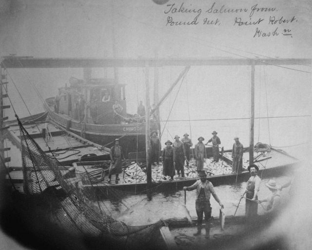 Taking salmon from pound net, Point Robert, WA. Picture