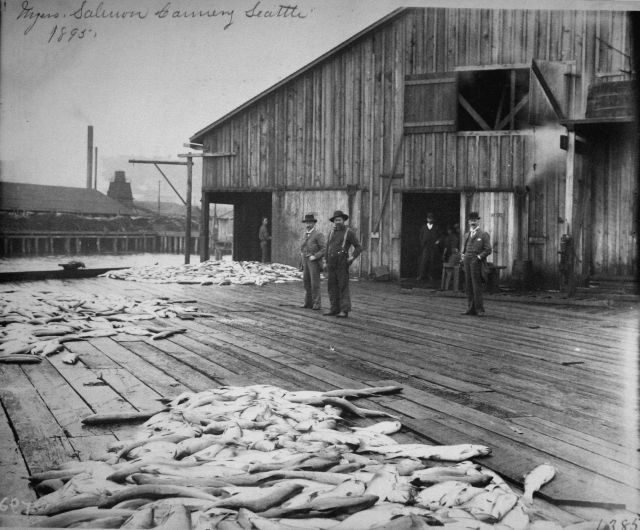 Myers salmon cannery, Seattle, WA, 1895. Picture