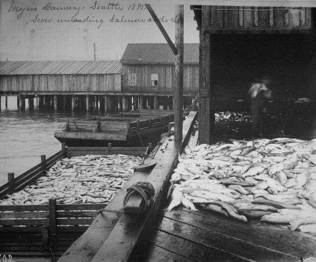 Myers cannery, scow unloading salmon at docks, Seattle, WA, 1895. Picture