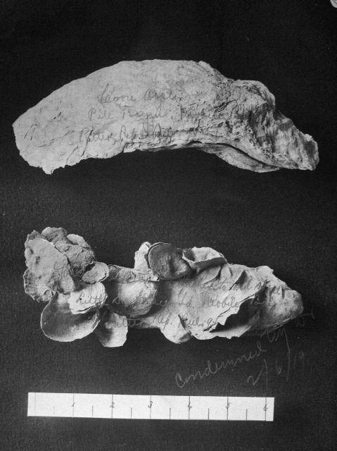 Oyster shell, unidentified. Picture