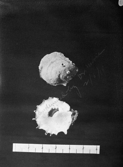 Young oysters, Bone Securi(?) Reef, Mobile, AL, 1895. Picture