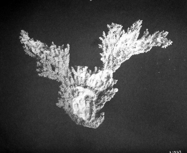 Isopora muricata forma palmata, Fish Hawk, Puerto Rico, 1899. Picture