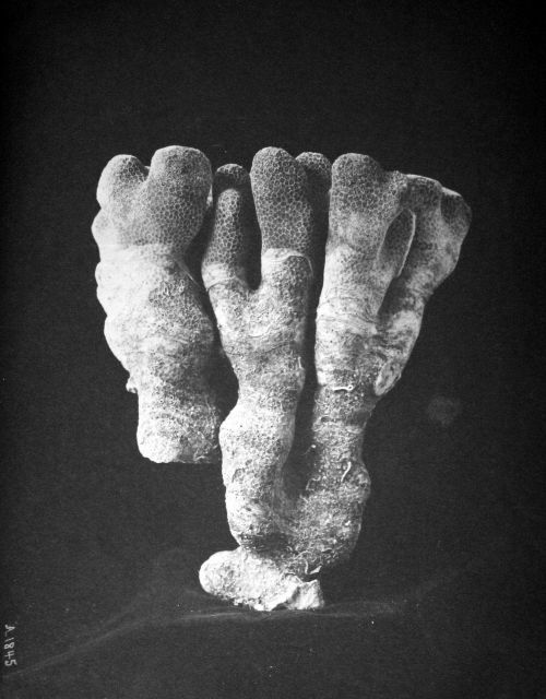 Porites porites (Pallas) forma clavaria lam., Fish Hawk, Puerto Rico, 1899. Picture