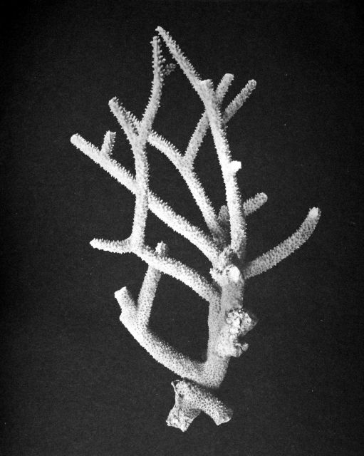 Isopora muricata forma muricata, Fish Hawk, Puerto Rico, 1899. Picture