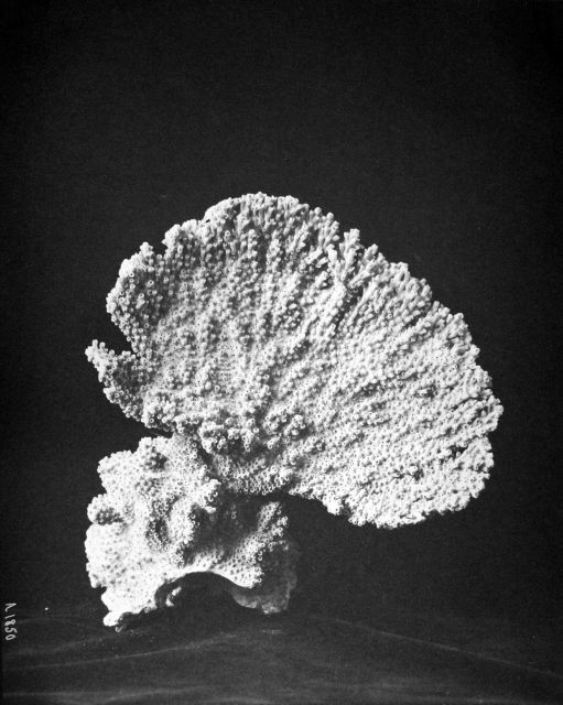 Isopora muricata forma palmata lam., Fish Hawk, Puerto Rico, 1899. Picture