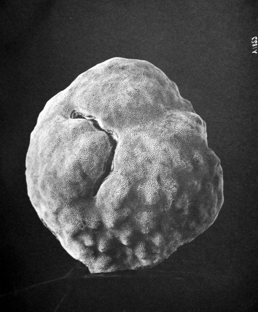Porites astreoides lam., Fish Hawk, Puerto Rico, 1899. Picture