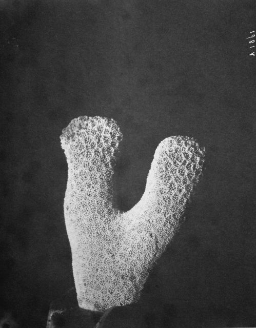 Portis (Pallas) furcata, Fish Hawk, Puerto Rico, 1899. Picture