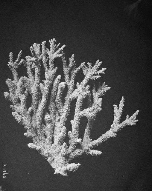 Coral, unidentified. Picture