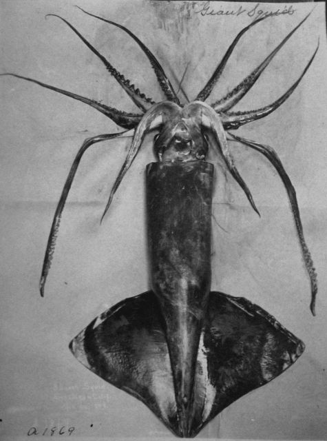 Giant squid. Picture