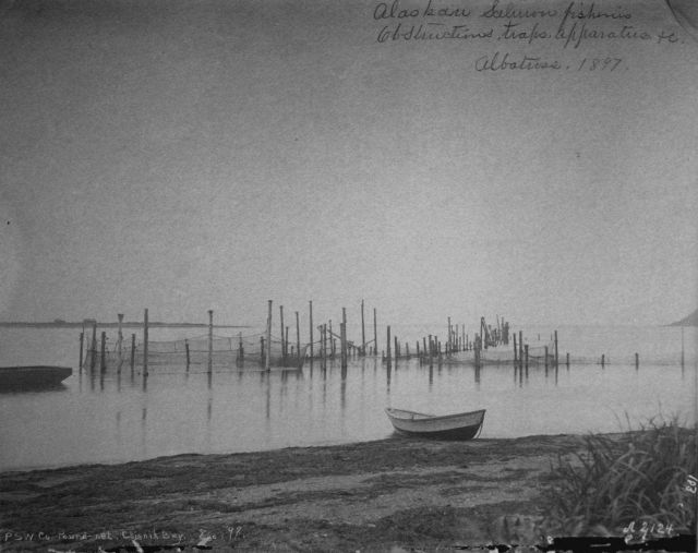 Alaskan salmon fisheries, obstructions, traps, apparatus, etc., Albatross, 1897. Picture