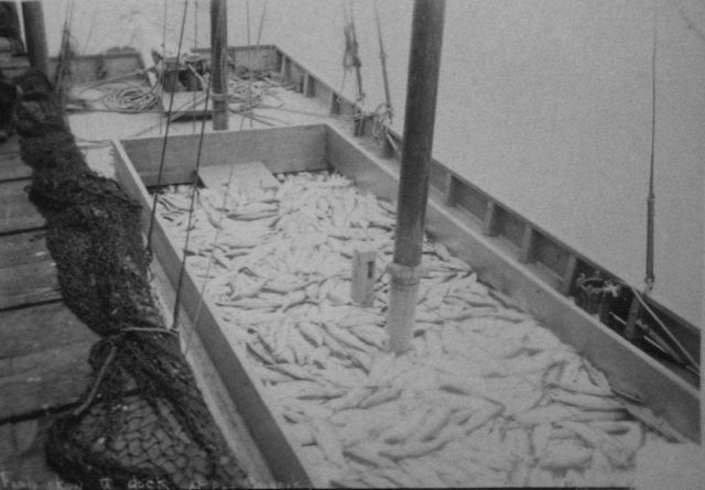 Fish scow at dock, Chignik, Alaska, Alaska scenery, Albatross, 1897. Picture