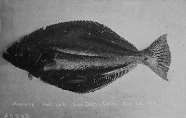 Flounder, bastard halibut, San Diego, CA, March 24, 1898. Picture